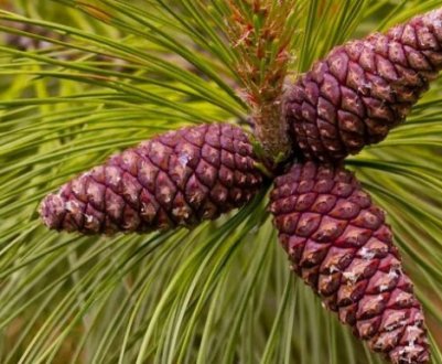 Опис жовтої сосни, її посадка і догляд за деревом