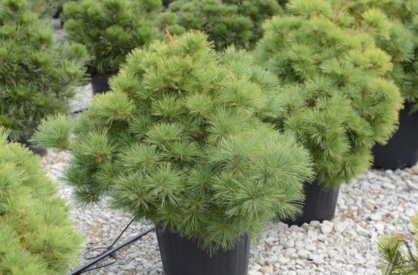 Сосна Радіата