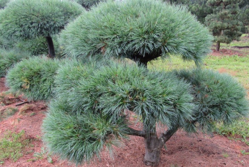 Сосна Веймутова