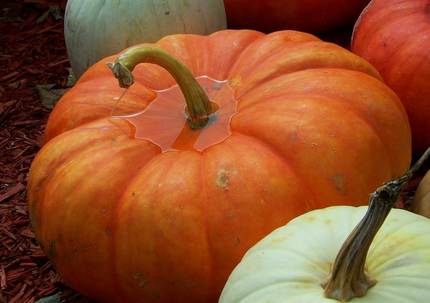 Медова принцеса Медова принцеса