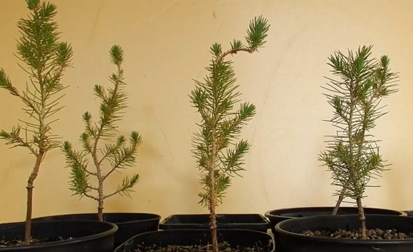 Паростки італійської сосни Паростки італійської сосни