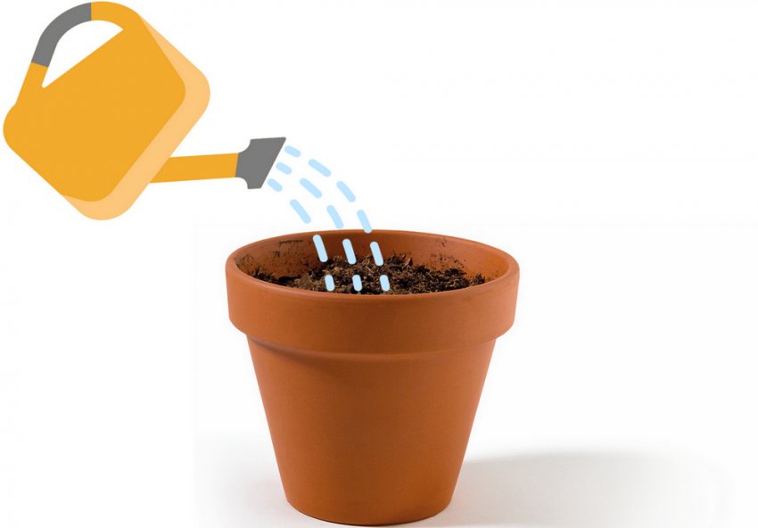 Полив Полив