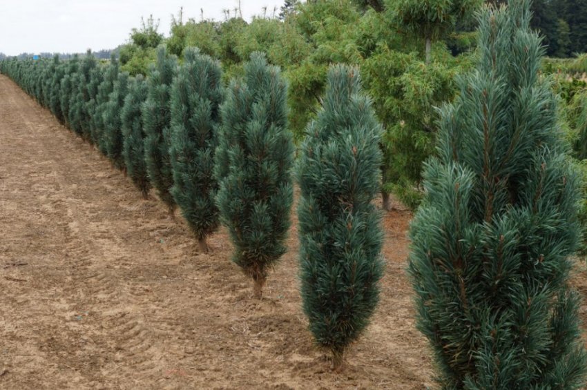 Сосна Фастігіата