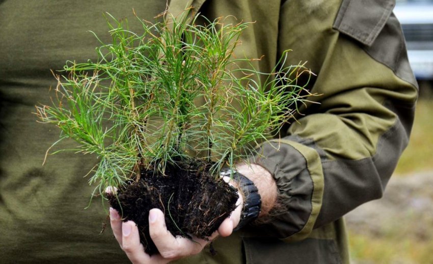 Посадка сосни