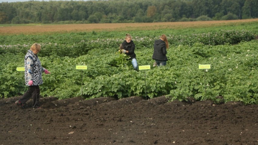 На Зауралля можуть закритися сортоиспытательные ділянки