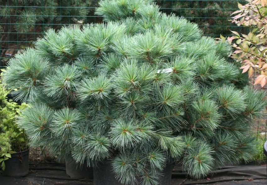 Сосна Макопин