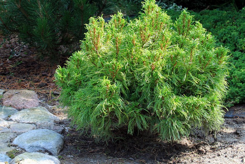 Сосна Грін Твіст