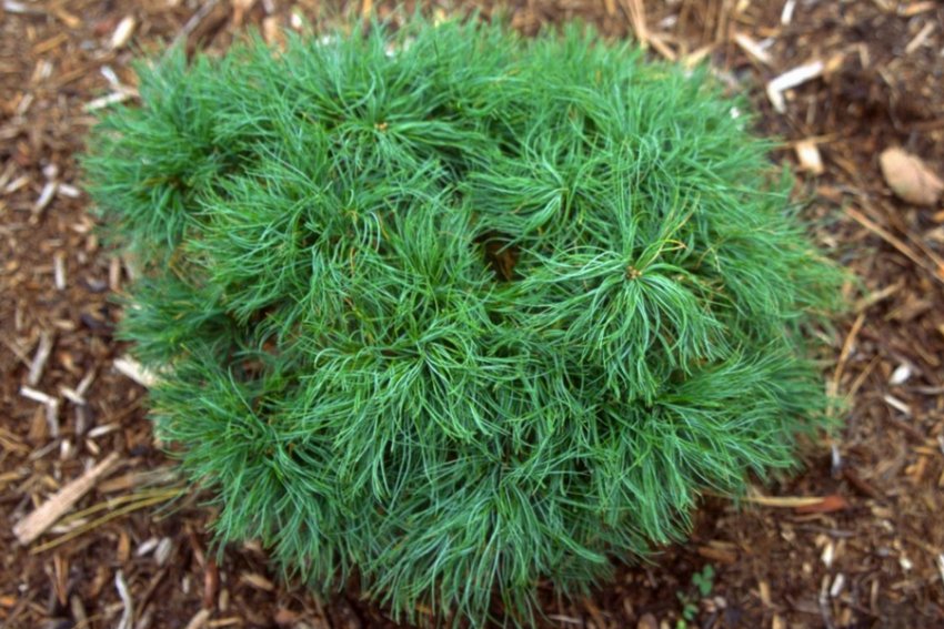 Сосна Грін Керлс