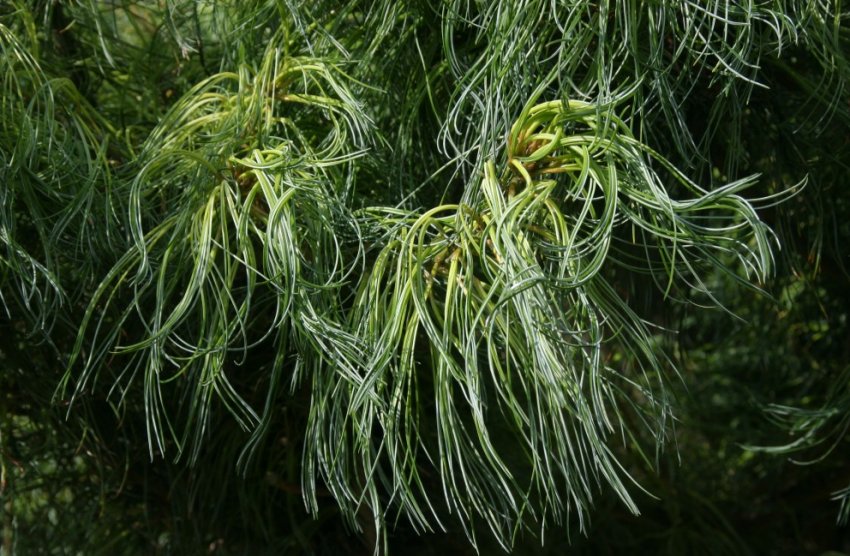 Сосна Торулоза