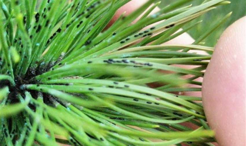 Соснова попелиця Соснова попелиця