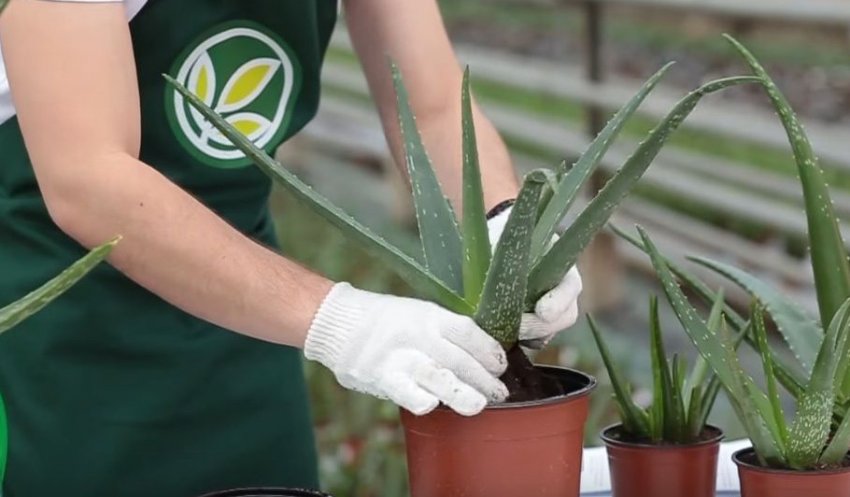 Пересадка алое Пересадка алое
