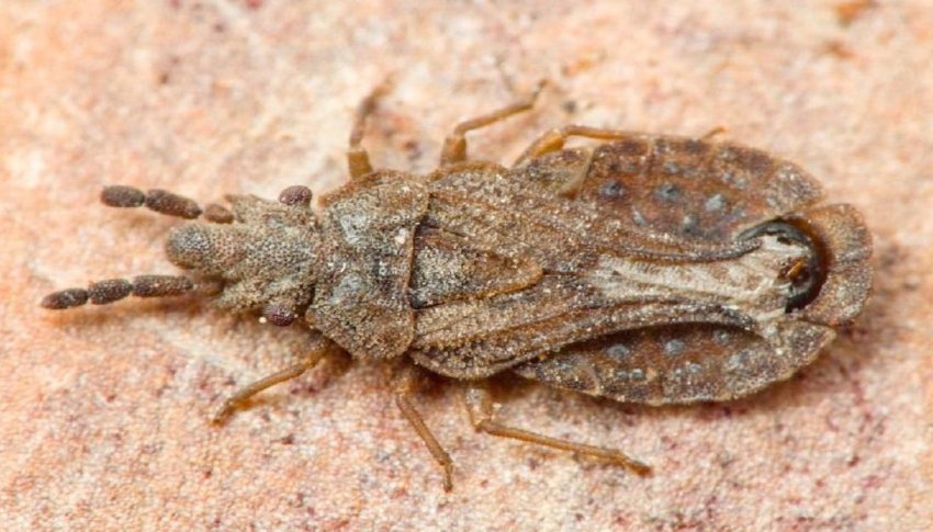 Сосновий клоп Сосновий клоп