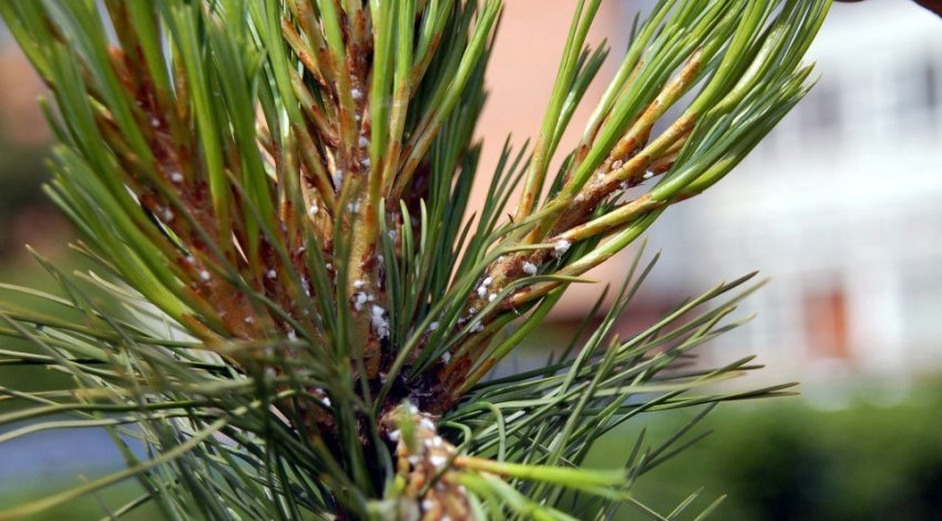 Хермесы на сосні Хермесы на сосні