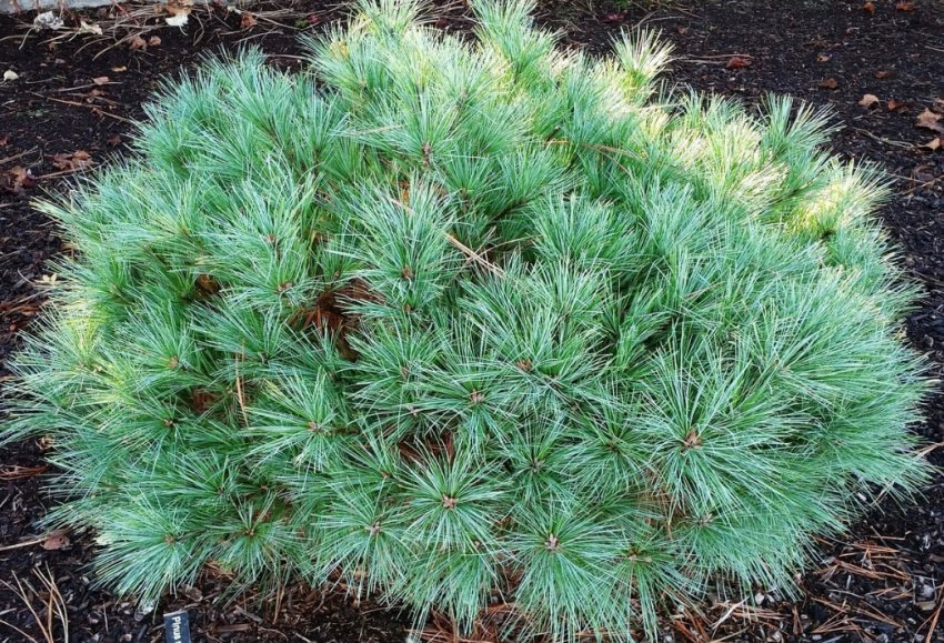 Сосна Хорсфорд