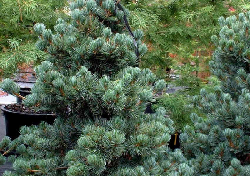 Сосна Глаука