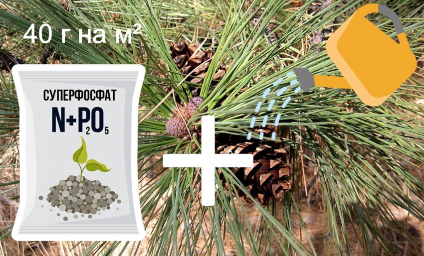 Підживлення сосни жовтої