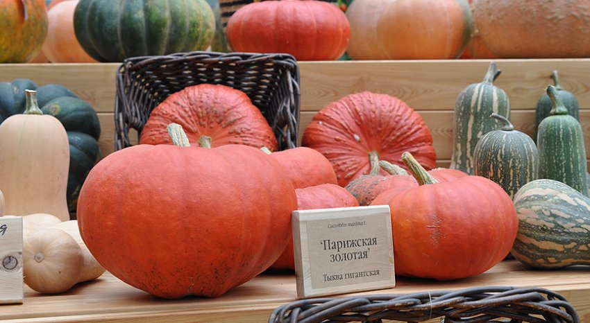 Паризька золота Паризька золота