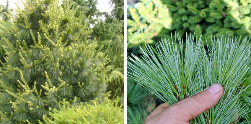 Сосна Альба