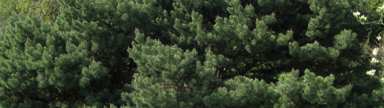 Властивості сосни Ватерери