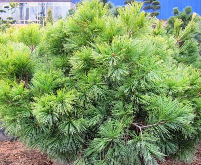 Десятка кращих сортів сосни Веймутова