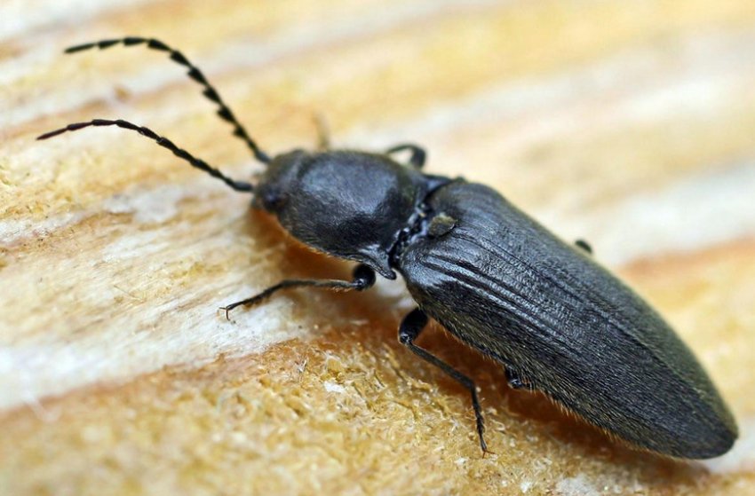 Жук-ковалика Жук-ковалика