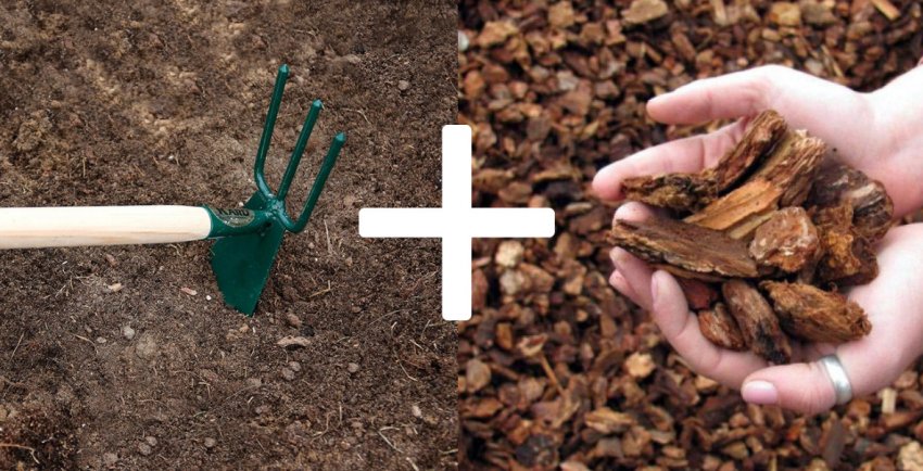 Розпушування і мульчування пристовбурового кола