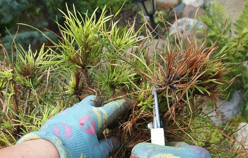 Обрізка сосни