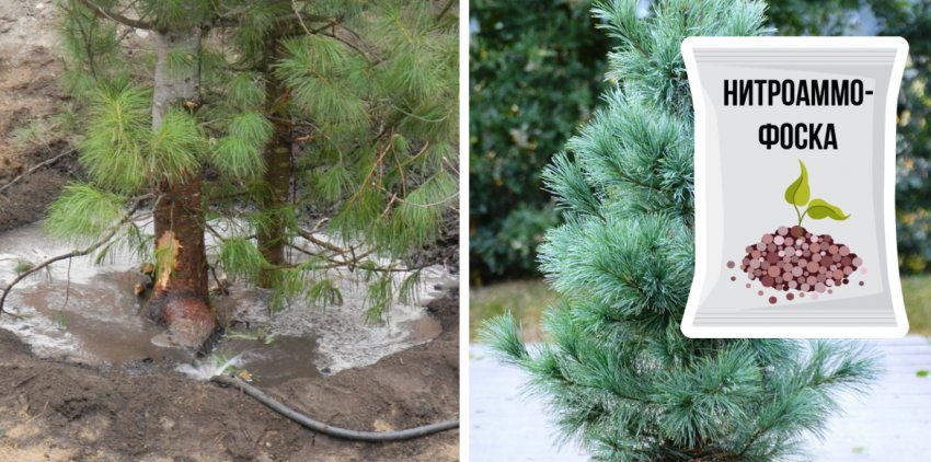 Догляд за сосною