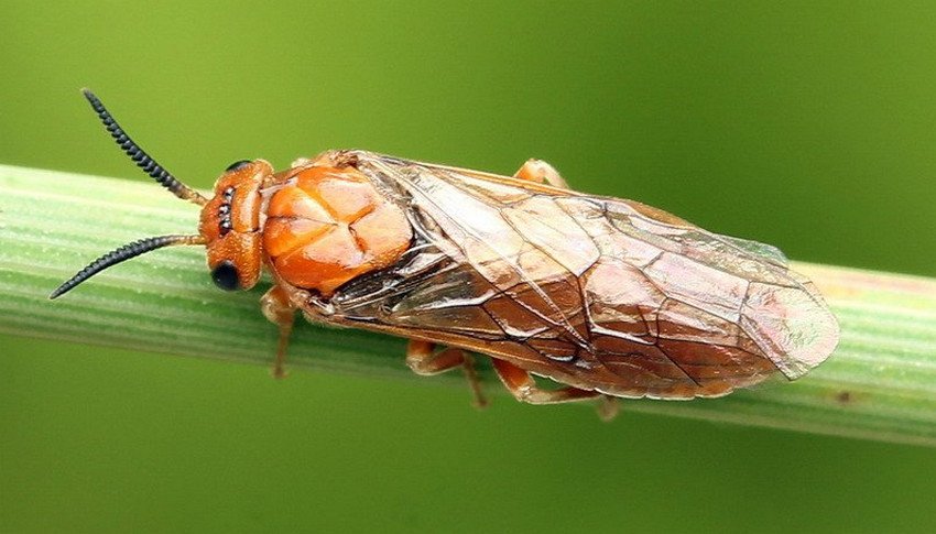 Сосновий пильщик