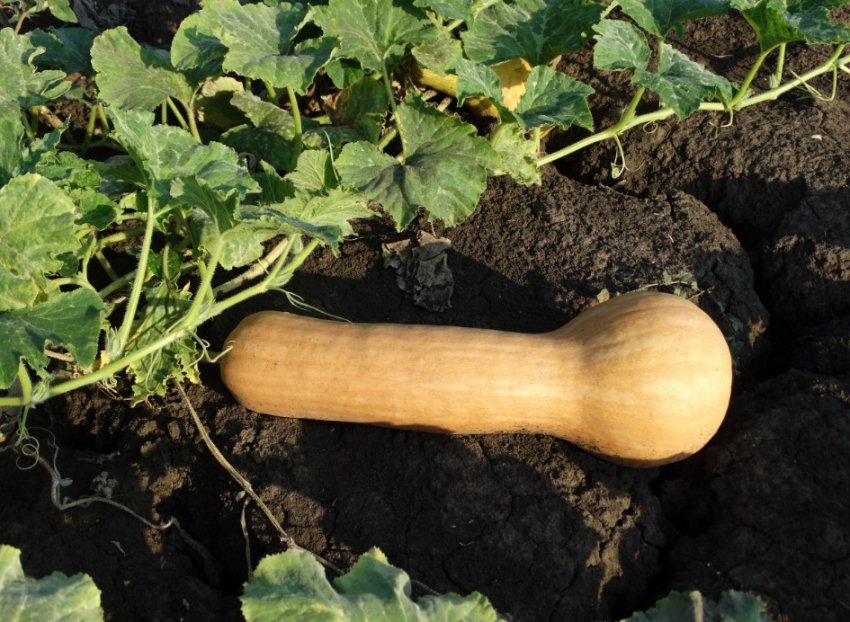 Прикубанський Прикубанський