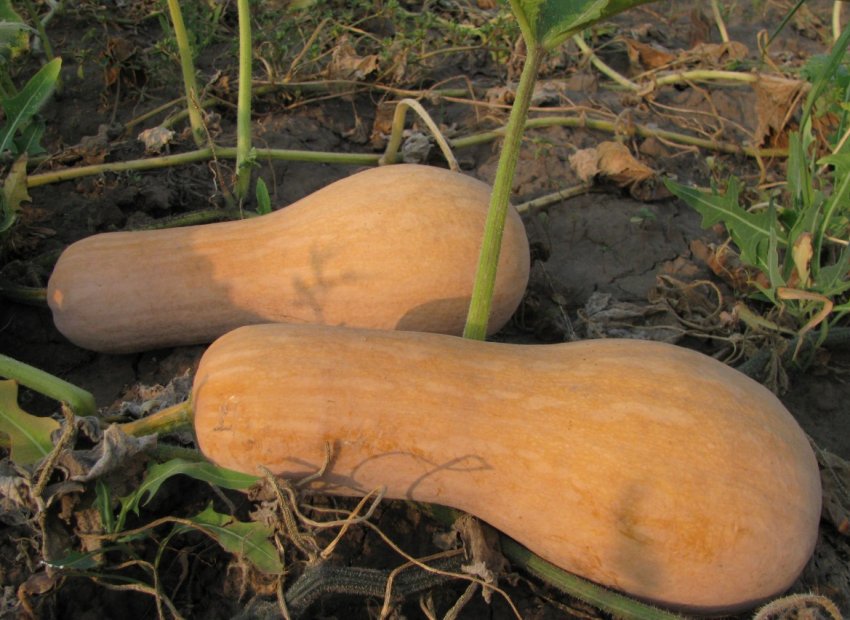 Новинка Новинка