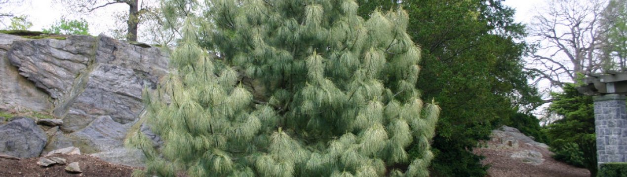 Опис сосни гімалайської, посадка і догляд за нею