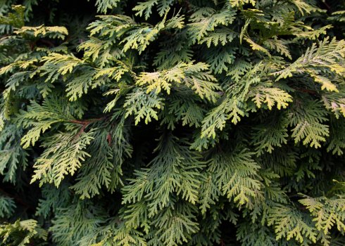 Почему туя чернеет: какие болезни и как их лечить