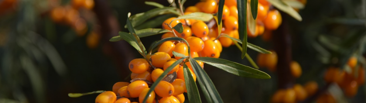 Чим корисна обліпиха для організму чоловіків