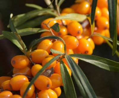 Чим корисна обліпиха для організму чоловіків