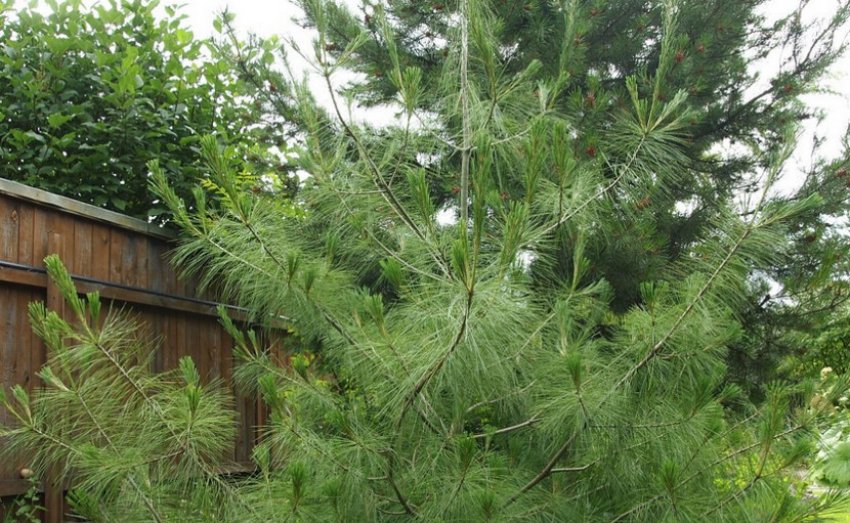 Сосна гімалайська