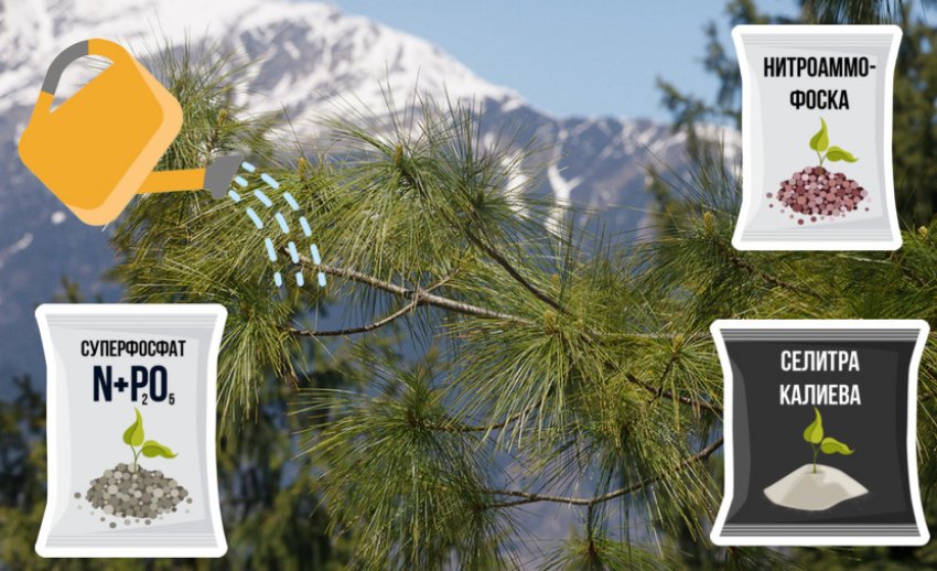 Полив і підживлення для гімалайської їли