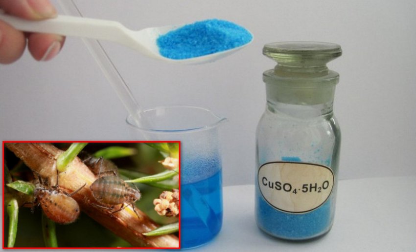 Розчин мідного купоросу проти соснової попелиці