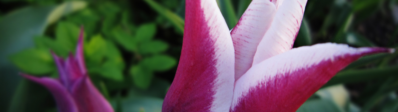 Опис і особливості вирощування тюльпана Балада