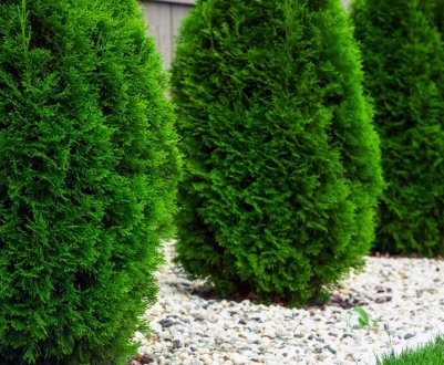 Що таке туя, опис рослини