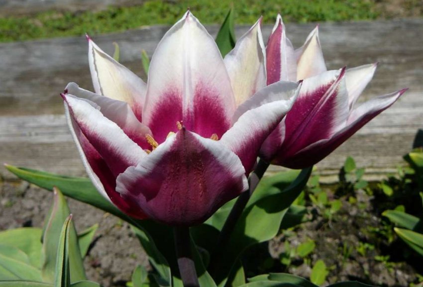 Тюльпани Балада