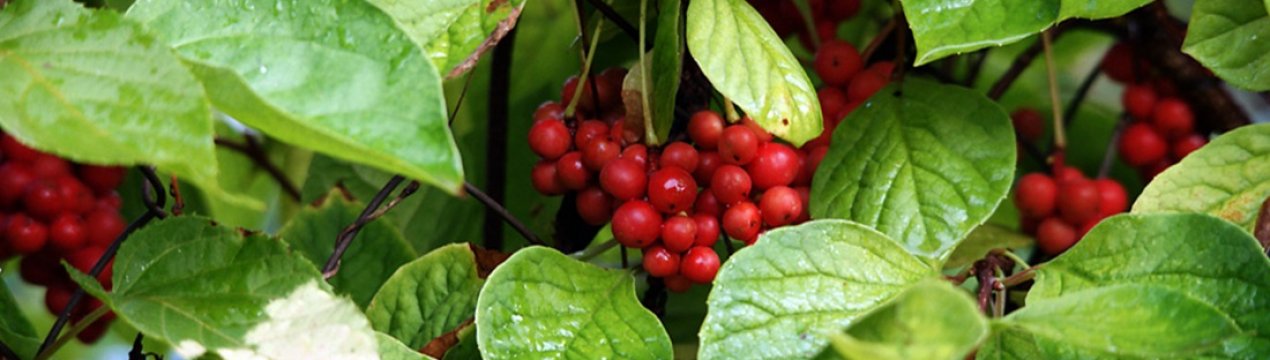 Опис сортів китайського лимонника