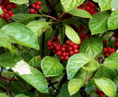 Опис сортів китайського лимонника