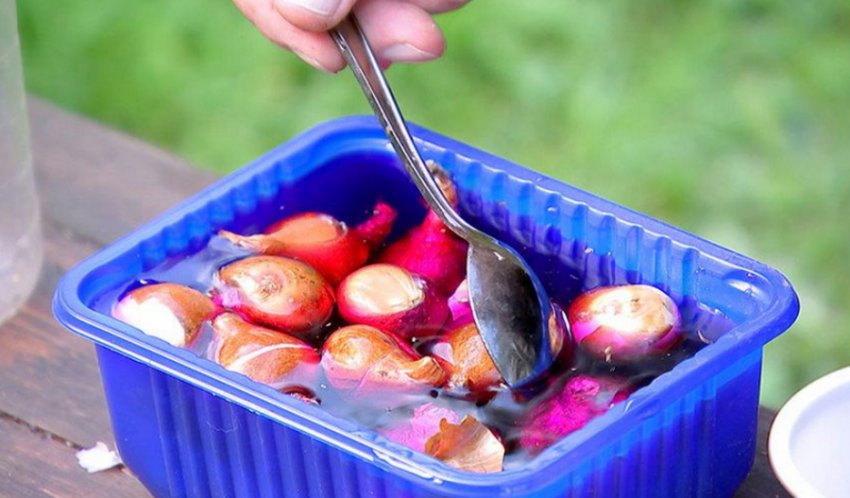 Обробка цибулин тюльпанів