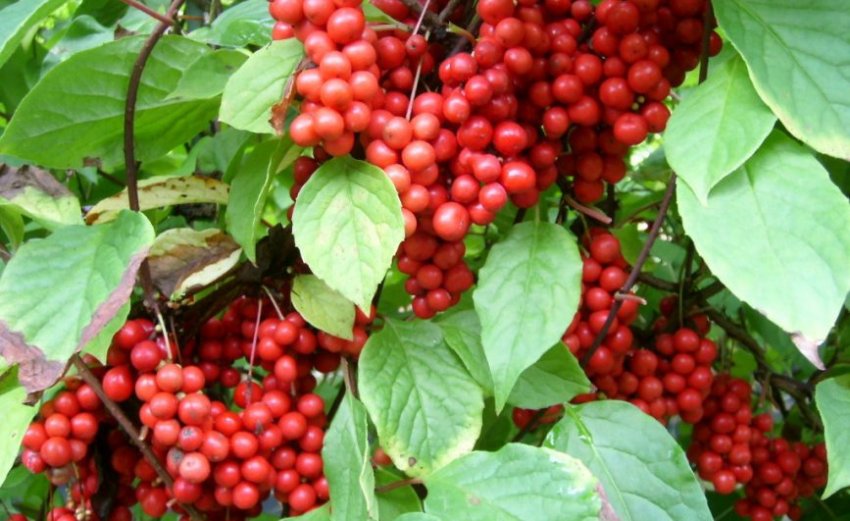 Лимонник Садовий-1