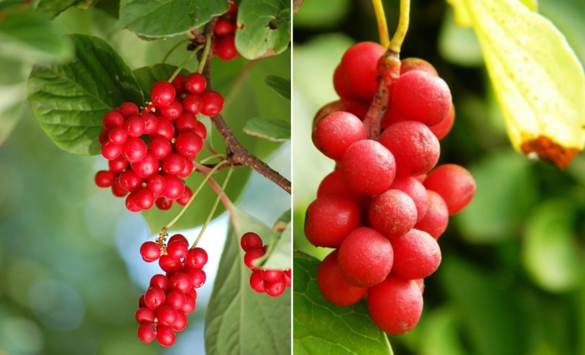 Лимонник Дебют