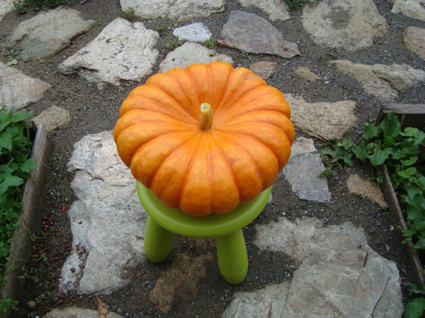 Цукатная Цукатная