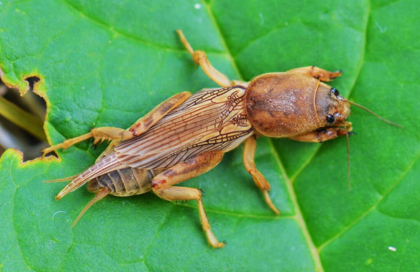 Капустянка