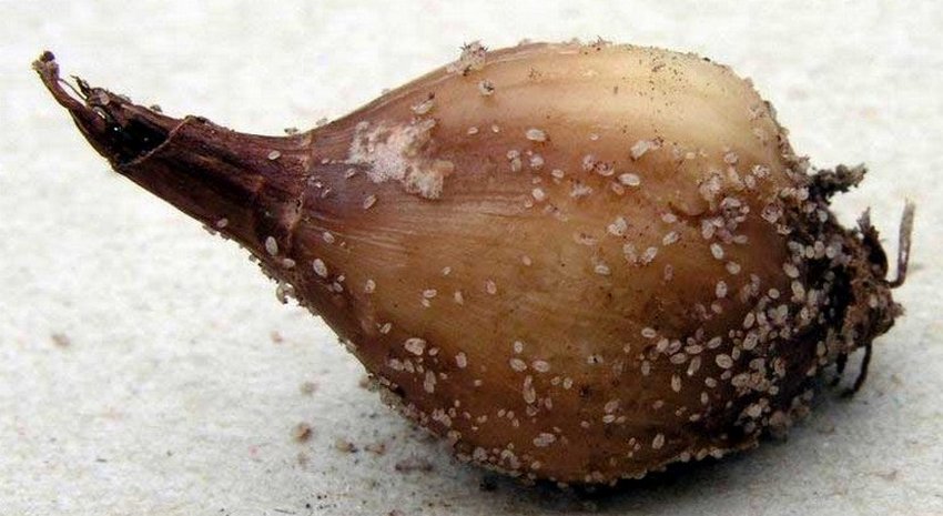 Цибулевий кліщ