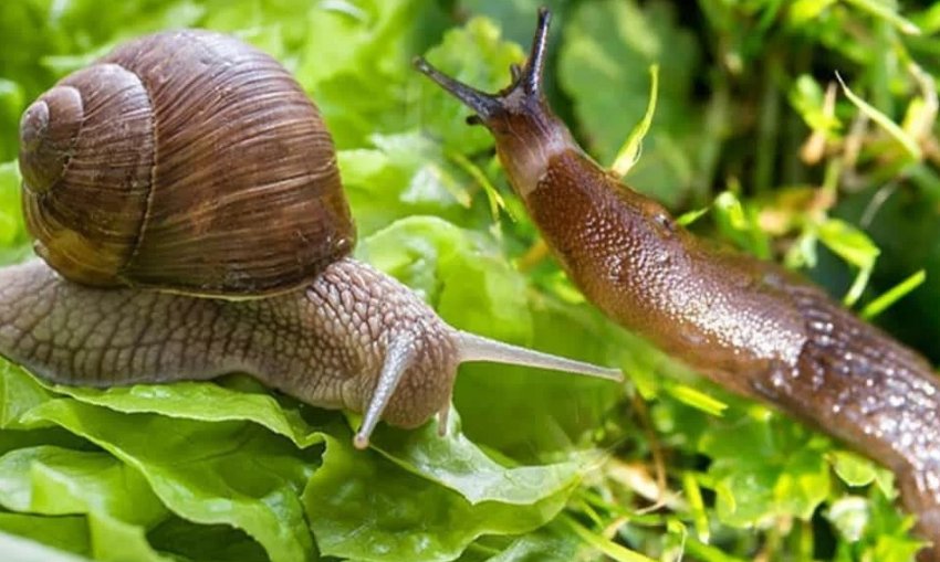 Слимаки і равлики